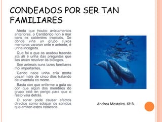 CONDEADOS POR SER TAN
FAMILIARES
Aínda que houbo avistamentos
anteriores, o Cantábrico non é mar
para os calderóns tropicais. De
dónde viña un grupo cuxos
membros vararon onte e antonte, é
unha incógnita.
Que foi o que os acabou traendo
ata alí é unha das preguntas que
lles urxen resolver ós biólogos.
Son animais cuns lazos familiares
moi importantes.
Cando nace unha cría morta
pasan máis de cinco días tratando
de levantala co morro.
Basta con que enferme a guía ou
con que algún dos membros do
grupo esté en perigo para que o
resto vaia detrás.
O sonar pode causar efectos
directos como solapar os sonidos
que emiten estos cetáceos.

Andrea Mosteiro. 6º B.

 