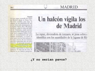 ¿Y no serían pavos? 