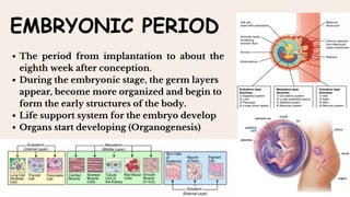 EMBRYONIC PERIOD
The period from implantation to about the
eighth week after conception.
During the embryonic stage, the germ layers
appear, become more organized and begin to
form the early structures of the body.
Life support system for the embryo develop
Organs start developing (Organogenesis)
 