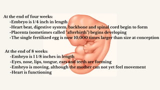 At the end of four weeks:
-Embryo is 1/4 inch in length
-Heart beat, digestive system, backbone and spinal cord begin to form
-Placenta (sometimes called "afterbirth") begins developing
-The single fertilized egg is now 10,000 times larger than size at conception
At the end of 8 weeks:
-Embryo is 1 1/8 inches in length
-Eyes, nose, lips, tongue, ears and teeth are forming
-Embryo is moving, although the mother can not yet feel movement
-Heart is functioning
 