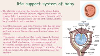 The placenta is an organ that develops in the uterus during
pregnancy. This structure provides oxygen and nutrients to a
growing baby. It also removes waste products from the baby's
blood. The placenta attaches to the wall of the uterus, and the
baby's umbilical cord arises from it.
Cord blood contains stem cells. These are cells that can grow
into specific kinds of cells in your body. Stem cells may be
used to treat some diseases, like some forms of cancer and
anemia.
The amnion is a membrane that closely covers the human
and various other embryos when first formed. It fills with
amniotic fluid, which causes the amnion to expand and
become the amniotic sac that provides a protective
environment for the developing embryo. The amnion, along
with the chorion, the yolk sac and the allantois protect the
embryo.
life support system of baby
 