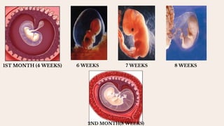 1ST MONTH (4 WEEKS) 6 WEEKS 7 WEEKS 8 WEEKS
2ND MONTH(8 WEEKS)
 