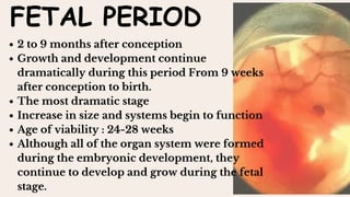 FETAL PERIOD
2 to 9 months after conception
Growth and development continue
dramatically during this period From 9 weeks
after conception to birth.
The most dramatic stage
Increase in size and systems begin to function
Age of viability : 24-28 weeks
Although all of the organ system were formed
during the embryonic development, they
continue to develop and grow during the fetal
stage.
 