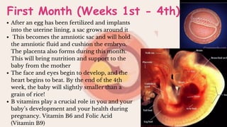 First Month (Weeks 1st - 4th)
After an egg has been fertilized and implants
into the uterine lining, a sac grows around it
This becomes the amniotic sac and will hold
the amniotic fluid and cushion the embryo.
The placenta also forms during this month.
This will bring nutrition and support to the
baby from the mother
The face and eyes begin to develop, and the
heart begins to beat. By the end of the 4th
week, the baby will slightly smaller than a
grain of rice!
B vitamins play a crucial role in you and your
baby’s development and your health during
pregnancy. Vitamin B6 and Folic Acid
(Vitamin B9)
 