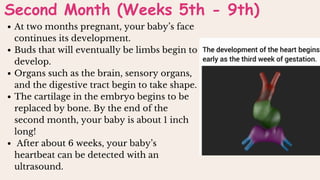 Second Month (Weeks 5th - 9th)
At two months pregnant, your baby’s face
continues its development.
Buds that will eventually be limbs begin to
develop.
Organs such as the brain, sensory organs,
and the digestive tract begin to take shape.
The cartilage in the embryo begins to be
replaced by bone. By the end of the
second month, your baby is about 1 inch
long!
After about 6 weeks, your baby’s
heartbeat can be detected with an
ultrasound.
 
