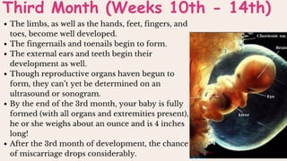 The limbs, as well as the hands, feet, fingers, and
toes, become well developed.
The fingernails and toenails begin to form.
The external ears and teeth begin their
development as well.
Though reproductive organs haven begun to
form, they can’t yet be determined on an
ultrasound or sonogram.
By the end of the 3rd month, your baby is fully
formed (with all organs and extremities present),
he or she weighs about an ounce and is 4 inches
long!
After the 3rd month of development, the chance
of miscarriage drops considerably.
Third Month (Weeks 10th - 14th)
 