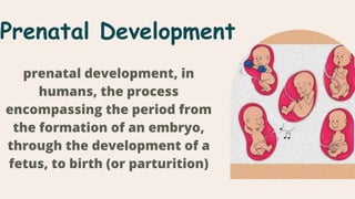 Prenatal Development
prenatal development, in
humans, the process
encompassing the period from
the formation of an embryo,
through the development of a
fetus, to birth (or parturition)
 
