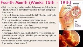 Hair, eyelids, eyelashes, and nails become well developed.
The heartbeat is now clearly audible through a Doppler
instrument.
The teeth become denser, and the baby begins to stretch,
yawn and make other movements.
The reproductive organs are now visible on an
ultrasound. The baby can now stretch, suck their thumb,
yawn, and make super cute faces.
This is the month that his or her nervous system
develops.
Their reproductive system also fully develops meaning
your doctor can tell you whether you are having a girl or
boy via ultrasound.
By the end of the 4th month, your baby is about 6 inches
long and weighs 4 ounces!
Fourth Month (Weeks 15th - 19th)
 