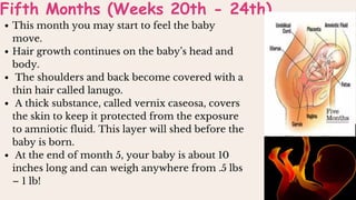 Fifth Months (Weeks 20th - 24th)
This month you may start to feel the baby
move.
Hair growth continues on the baby’s head and
body.
The shoulders and back become covered with a
thin hair called lanugo.
A thick substance, called vernix caseosa, covers
the skin to keep it protected from the exposure
to amniotic fluid. This layer will shed before the
baby is born.
At the end of month 5, your baby is about 10
inches long and can weigh anywhere from .5 lbs
– 1 lb!
 