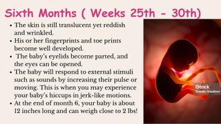 Sixth Months ( Weeks 25th - 30th)
The skin is still translucent yet reddish
and wrinkled.
His or her fingerprints and toe prints
become well developed.
The baby’s eyelids become parted, and
the eyes can be opened.
The baby will respond to external stimuli
such as sounds by increasing their pulse or
moving. This is when you may experience
your baby’s hiccups in jerk-like motions.
At the end of month 6, your baby is about
12 inches long and can weigh close to 2 lbs!
 