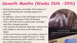During this month, your baby will continue to
grow and develop the existing organs and
systems.
In addition, a layer of fat will begin to be stored.
At this stage, hearing is fully developed.
He or she will react to sound, pain, and light
and often changes position
The amount of amniotic fluid that cushions the
baby begins to decrease as the baby grows
larger.
At the end of this month, your baby is about 14
inches long and can weigh between 2 – 4 lbs!
If born prematurely after week 27, your baby
has a better chance of survival.
Seventh Months (Weeks 26th -29th)
 