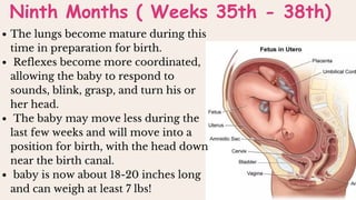 The lungs become mature during this
time in preparation for birth.
Reflexes become more coordinated,
allowing the baby to respond to
sounds, blink, grasp, and turn his or
her head.
The baby may move less during the
last few weeks and will move into a
position for birth, with the head down
near the birth canal.
baby is now about 18-20 inches long
and can weigh at least 7 lbs!
Ninth Months ( Weeks 35th - 38th)
 