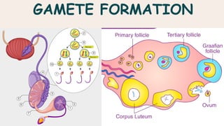 GAMETE FORMATION
 