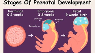Stages Of Prenatal Development
 