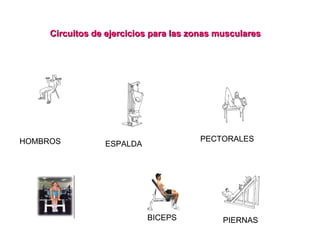 Circuitos de ejercicios para las zonas musculares   HOMBROS ESPALDA PECTORALES  BICEPS PIERNAS  
