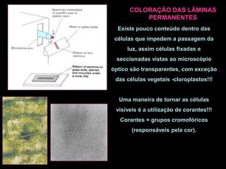 Existe pouco conteúdo dentro das
células que impedem a passagem da
luz, assim células fixadas e
seccionadas vistas ao microscópio
óptico são transparentes, com exceção
das células vegetais -cloroplastos!!!
Uma maneira de tornar as células
visíveis é a utilização de corantes!!!
Corantes = grupos cromofóricos
(responsáveis pela cor).
COLORAÇÃO DAS LÂMINAS
PERMANENTES
 