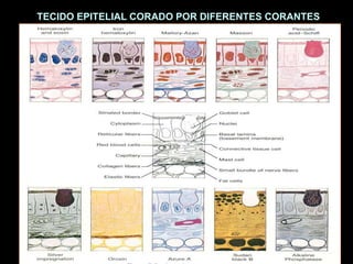 TECIDO EPITELIAL CORADO POR DIFERENTES CORANTES
 