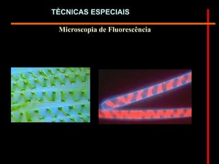 Microscopia de Fluorescência
TÈCNICAS ESPECIAIS
 