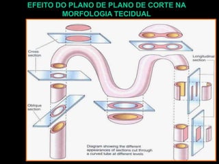 EFEITO DO PLANO DE PLANO DE CORTE NA
MORFOLOGIA TECIDUAL
 