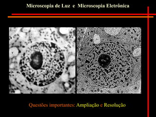 Microscopia de Luz e Microscopia Eletrônica
Questões importantes: Ampliação e Resolução
 