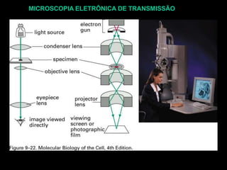 MICROSCOPIA ELETRÔNICA DE TRANSMISSÃO
 