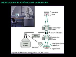 MICROSCOPIA ELETRÔNICA DE VARREDURA
 