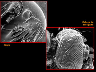 Pulga
Cabeça de
mosquito
 