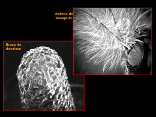 Broca de
dentista
Antena de
mosquito
 