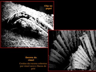 Clip no
papel
Cerdas da escova cobertas
por rímel seco e flocos de
pele
Escova do
rímel
 