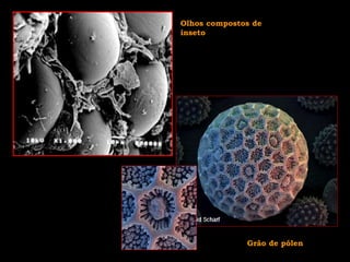 Olhos compostos de
inseto
Grão de pólen
 