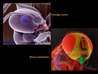 Formiga saúva
Mosca doméstica
 