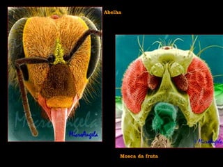 Abelha
Mosca da fruta
 