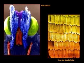 Borboleta
Asa de borboleta
 