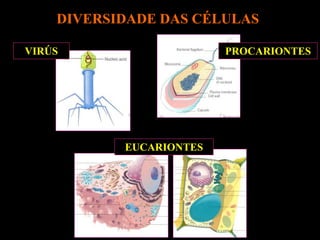 DIVERSIDADE DAS CÉLULAS
VIRÚS
EUCARIONTES
PROCARIONTES
 