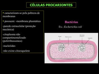 CÉLULAS PROCARIONTES
Bactérias
 caracterizam-se pela pobreza de
membranas
 possuem: -membrana plasmática
-parede extracelular (proteção
mecânica)
-citoplasma não
compartimentalizado
(polirribossomos)
-nucleóides
-não existe citoesqueleto
Ex.: Escherichia coli
 