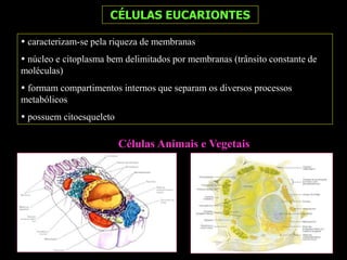 CÉLULAS EUCARIONTES
Células Animais e Vegetais
 caracterizam-se pela riqueza de membranas
 núcleo e citoplasma bem delimitados por membranas (trânsito constante de
moléculas)
 formam compartimentos internos que separam os diversos processos
metabólicos
 possuem citoesqueleto
 
