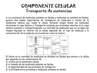 COMPONENTE CELULAR
Transporte de sustancias
6. La existencia de moléculas solubles en lípidos y moléculas no solubles en lípidos,
genera dos modos importantes de transporte de moléculas a través de la
membrana lipídica que rodea la célula: Difusión simple donde las moléculas
atraviesan la capa lipídica y Transporte mediado por proteínas insertas en la capa
lipídica (canales y transportadores). La cantidad de moléculas que en un lapso de
tiempo ingresan al interior de la célula depende de: el tipo de molécula y la
concentración de la molécula en el exterior como se ilustra:
El límite en la cantidad de moléculas no solubles en lípidos que entran a la célula
por segundo es una consecuencia de
A. el área de la membrana celular
B. el tamaño de las moléculas solubles en lípidos
C. la disponibilidad de las proteínas de transporte
D. la afinidad entre proteínas y moléculas solubles en lípidos
 