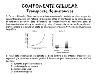 COMPONENTE CELULAR
Transporte de sustancias
8. En un cultivo de células que se mantiene en un medio aerobio, se observa que las
concentraciones del ión Potasio (K+) son más altas en el interior de la célula que en
el ambiente exterior. Esta diferencia de concentración es necesaria para el
funcionamiento celular y se mantiene gracias al transporte activo en la membrana,
significándole a la célula un gasto de energía en forma de ATP como se muestra en
la gráfica 1.
Si tras esta observación se somete a dicho cultivo a un entorno anaerobio, se
esperará que de acuerdo con la gráfica 2 la entrada por transporte activo de K+ a
la célula
A. aumente significativamente
B. se detenga bruscamente
C. se mantenga igual
D. disminuya un poco
 