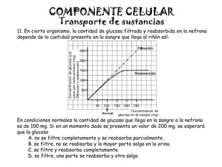 COMPONENTE CELULAR
Transporte de sustancias
11. En cierto organismo, la cantidad de glucosa filtrada y reabsorbida en la nefrona
depende de la cantidad presente en la sangre que llega al riñón así:
En condiciones normales la cantidad de glucosa que llega en la sangre a la nefrona
es de 100 mg. Si en un momento dado se presenta un valor de 200 mg, se esperará
que la glucosa
A. no se filtre completamente y se reabsorba parcialmente.
B. se filtre, no se reabsorba y la mayor parte salga en la orina.
C. se filtre y reabsorba completamente
D. se filtre, una parte se reabsorba y otra salga
 
