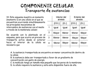 COMPONENTE CELULAR
Transporte de sustancias
A. la sustancia transportada se encuentre en menor concentración dentro de
la célula
B. la sustancia deba ser transportada a favor de un gradiente de
concentración con gasto de energía
C. la molécula tenga un tamaño mas pequeño que los poros de la membrana
D. la célula requiera la sustancia y esta este disponible fuera de ella.
14. Este esquema muestra un momento
(momento 1) en una célula en el que se
encuentran ocurriendo simultáneamente
los principales mecanismos de
intercambio de sustancias con el medio
a través de la membrana celular.
De acuerdo con lo planteado en el
esquema, para que ocurra un proceso de
transporte activo desde el exterior
hacia el interior de la célula es
necesario que
 
