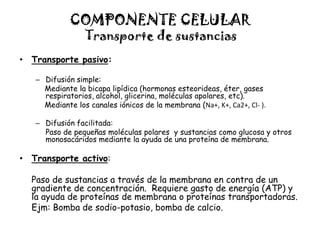 COMPONENTE CELULAR
• Transporte pasivo:
– Difusión simple:
Mediante la bicapa lipídica (hormonas esteorideas, éter, gases
respiratorios, alcohol, glicerina, moléculas apolares, etc).
Mediante los canales iónicos de la membrana (Na+, K+, Ca2+, Cl- ).
– Difusión facilitada:
Paso de pequeñas moléculas polares y sustancias como glucosa y otros
monosacáridos mediante la ayuda de una proteína de membrana.
• Transporte activo:
Paso de sustancias a través de la membrana en contra de un
gradiente de concentración. Requiere gasto de energía (ATP) y
la ayuda de proteínas de membrana o proteínas transportadoras.
Ejm: Bomba de sodio-potasio, bomba de calcio.
Transporte de sustancias
 