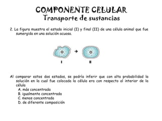 COMPONENTE CELULAR
Transporte de sustancias
2. La figura muestra el estado inicial (I) y final (II) de una célula animal que fue
sumergida en una solución acuosa.
Al comparar estos dos estados, se podría inferir que con alta probabilidad la
solución en la cual fue colocada la célula era con respecto al interior de la
célula
A. más concentrada
B. igualmente concentrada
C. menos concentrada
D. de diferente composición
 