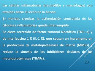 20
Las células inflamatorias (neutrófilos y macrófagos) son
atraídas hacia el lecho de la herida.
En heridas crónicas la estimulación controlada de las
citocinas inflamatorias queda interrumpida.
Se eleva secreción de factor tumoral Necrótico (TNF- a) y
de interleucina 1 ß (IL-1 ß), que causan un incremento en
la producción de metaloproteinasa de matriz (MMPs) y
reduce la síntesis de los inhibidores tisulares de las
metaloproteinasas (TIMPs).
 