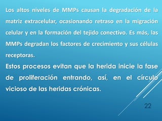 22
Los altos niveles de MMPs causan la degradación de la
matriz extracelular, ocasionando retraso en la migración
celular y en la formación del tejido conectivo. Es más, las
MMPs degradan los factores de crecimiento y sus células
receptoras.
Estos procesos evitan que la herida inicie la fase
de proliferación entrando, así, en el círculo
vicioso de las heridas crónicas.
 