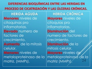24
DIFERENCIAS BIOQUÍMICAS ENTRE LAS HERIDAS EN
PROCESO DE CICATRIZACIÓN Y LAS ÚLCERAS CRÓNICAS.
HERIDA AGUDA
Menores niveles de
citoquinas pro
inflamatorias.
Elevado numero de
factores de
crecimiento.
Aumento de la mitosis
celular.
Menores niveles de
metaloproteinasa de la
matriz. (MMPs).
HERIDA CRÓNICA
Mayores niveles de
citoquias pro
inflamatorias.
Disminución del
numero de factores de
crecimiento.
Disminución de la
mitosis celular.
Mayores niveles de
metaloproteinasa de la
matriz (MMPs).
 