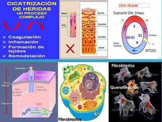 85
Fibroblastos
Queratinocitos
Fibroblastos
 