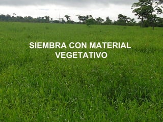 SIEMBRA CON MATERIAL 
VEGETATIVO 
 