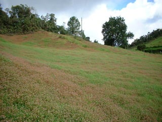 Preparacion_de_suelos_para_el_establecimiento_de