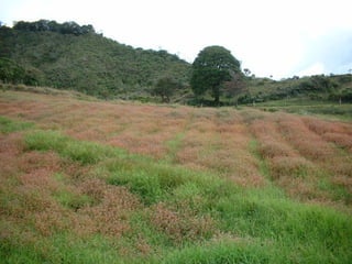 Preparacion_de_suelos_para_el_establecimiento_de