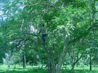 Preparacion_de_suelos_para_el_establecimiento_de